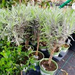 Levanduľa úzkolistá (Lavandula angustifolia) ´HIDCOTE´ - výška 30-50 cm, kont. C1,5L - NA MINI KMIENKU